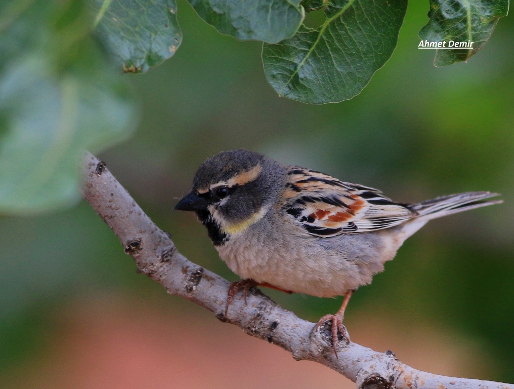 Dead Sea Sparrow